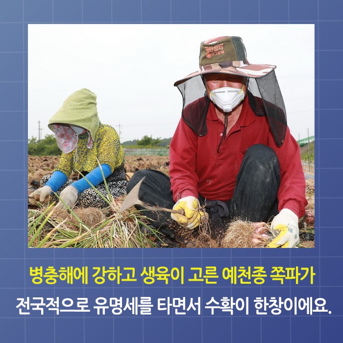 2.예천쪽파 종구 전국적으로 인기